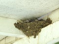 Swallow bird - songbird with a forked tail and long pointed wings